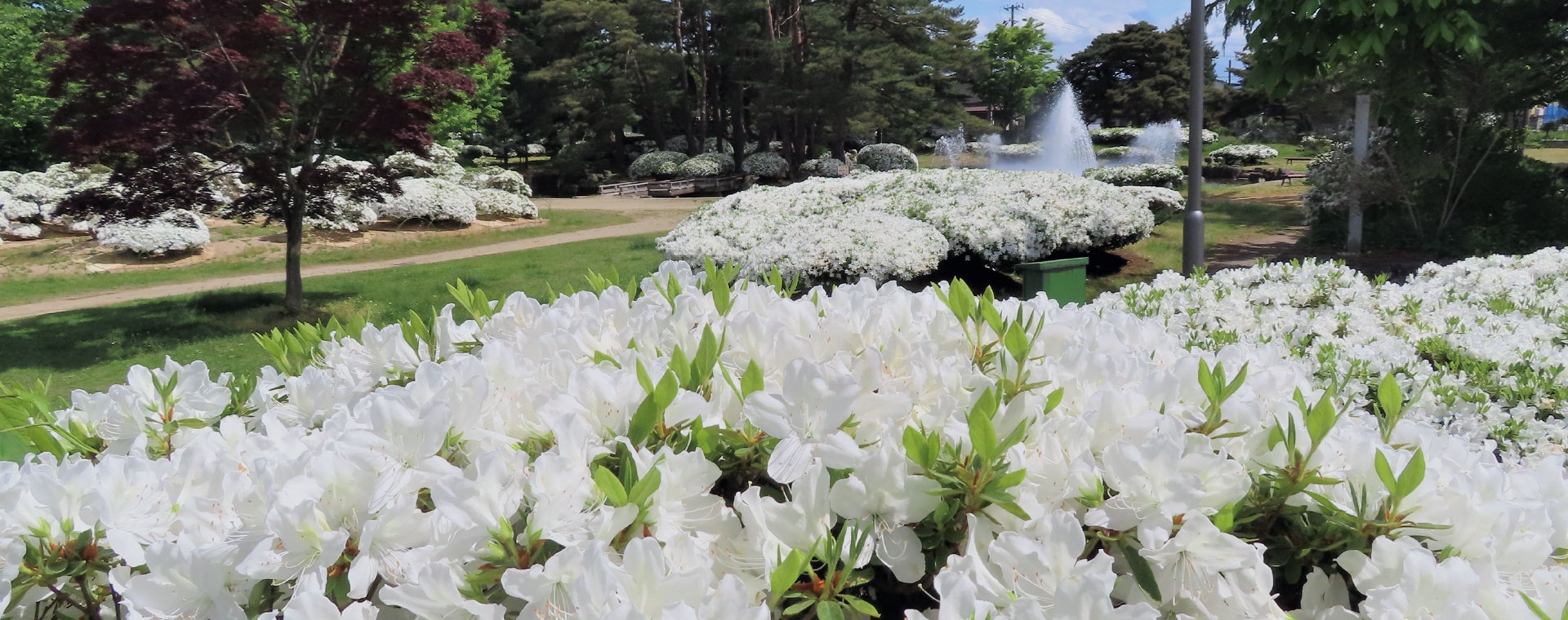 つつじ公園