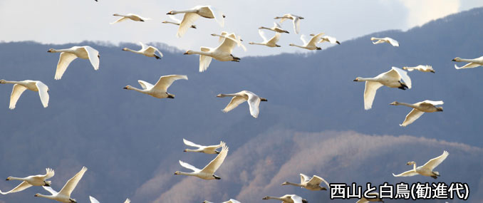 西山と白鳥（勧進代）