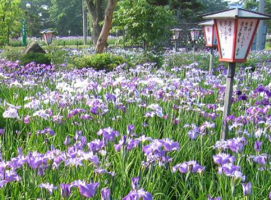 ながいファン倶楽部